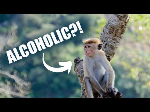 3 Animals That Can’t Stop Getting Drunk