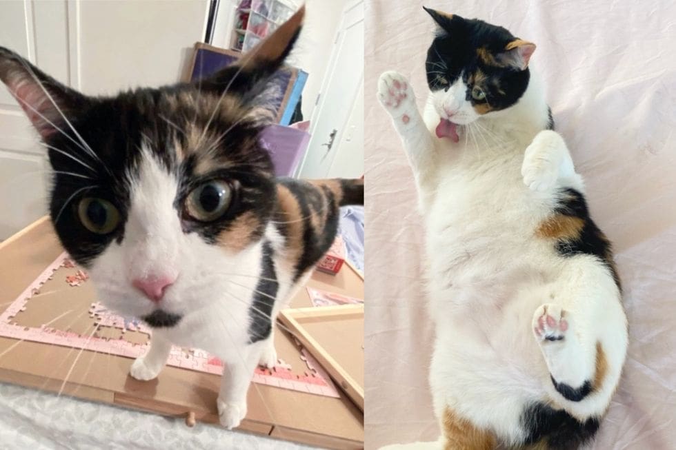 Cat Went from Lying in Bushes to Having the Time of Her Life, Doing Everything She Couldn’t Before