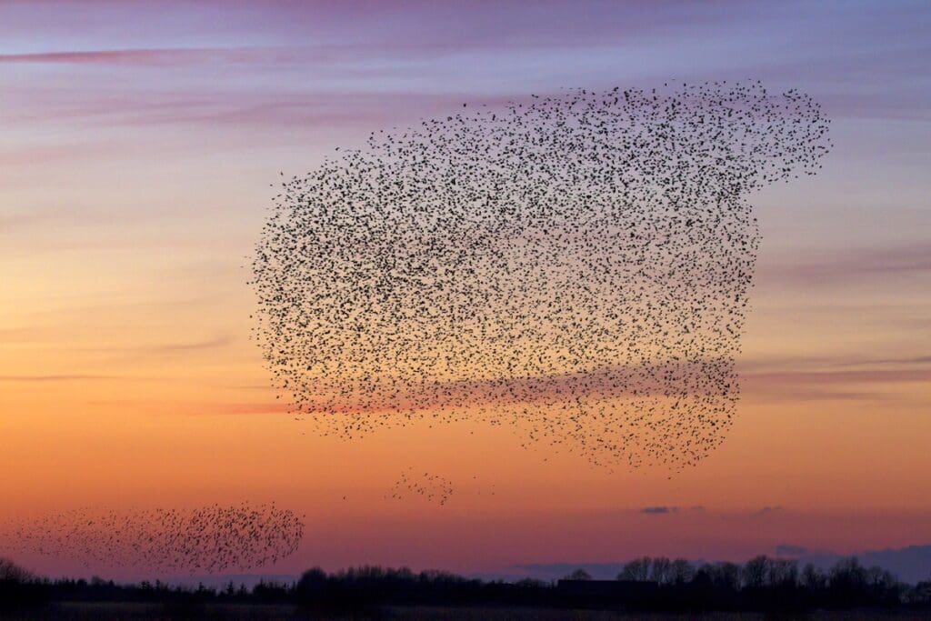 Songbirds Have In-Flight ‘Conversations’ With Other Species During Migration, Study Shows